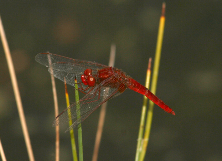 Crocothemis erytrhraea